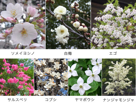 アトラス調布：植栽計画