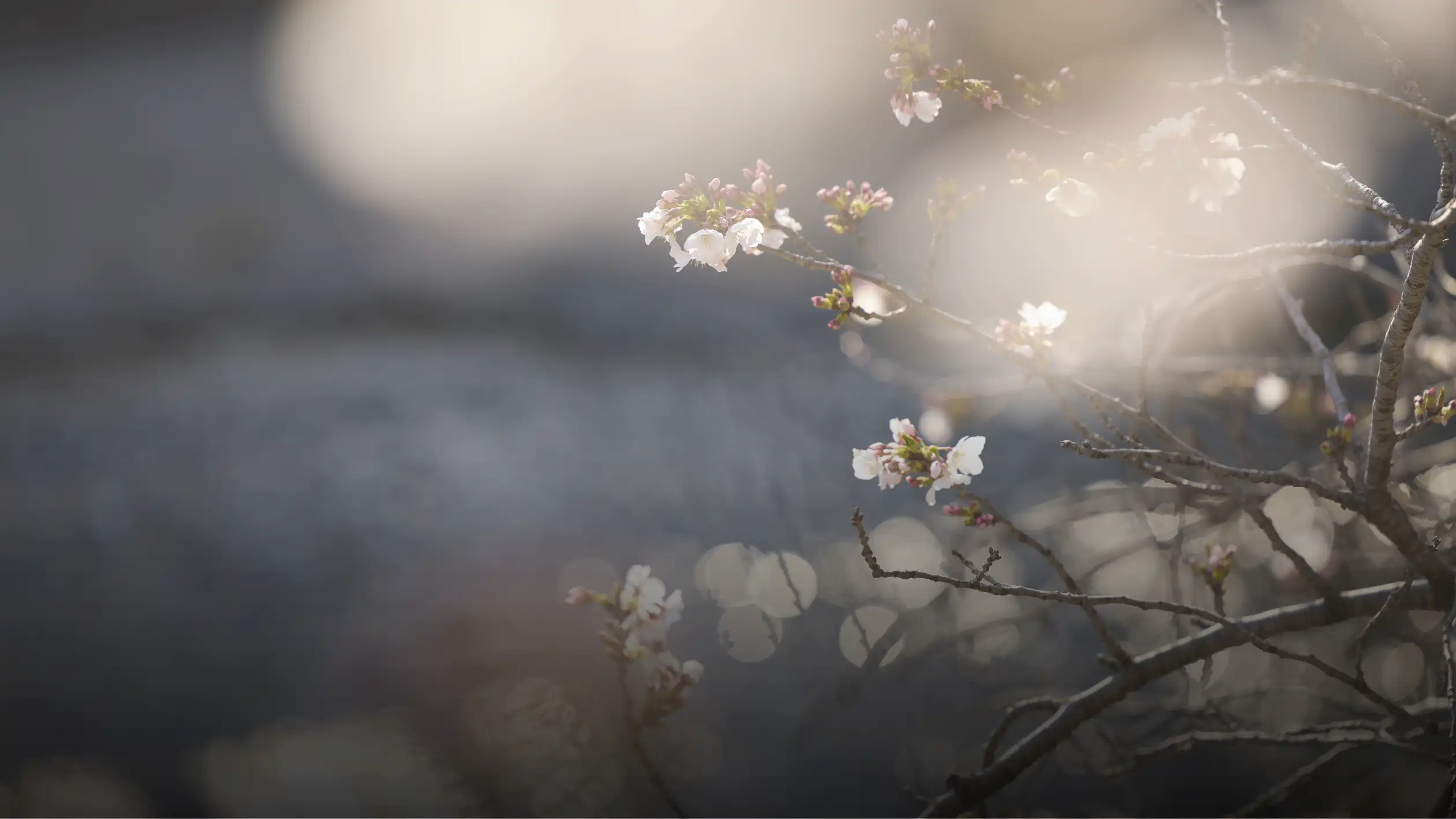 芦屋川（徒歩5分/約340m）