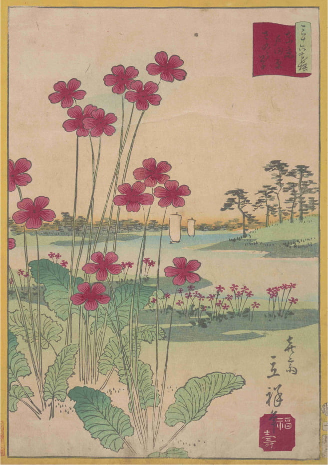 喜斎立祥筆「東京三十六花撰東京 戸田原さくら草」明治初期