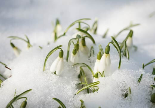 スノードロップ
