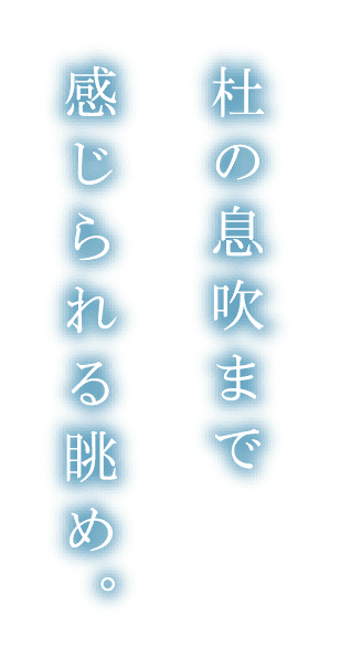 杜の息吹まで感じられる眺め。