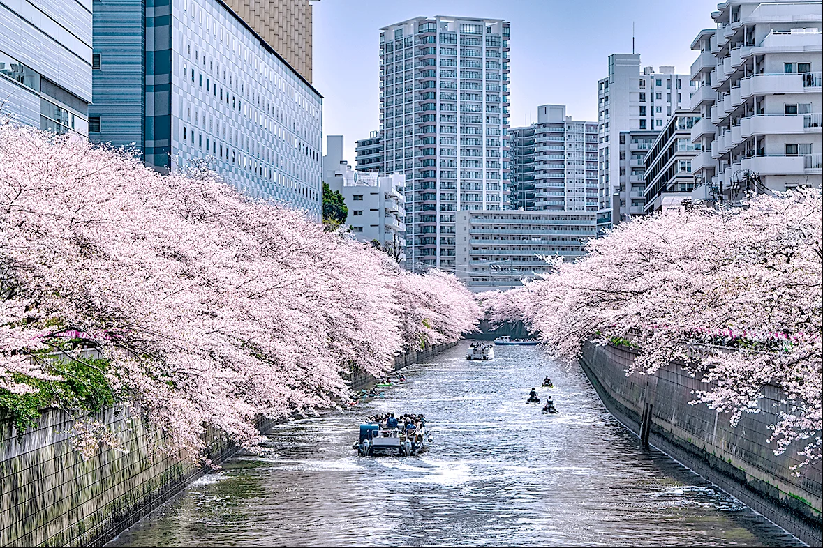 桜が咲く中目黒の目黒川（イメージ写真）