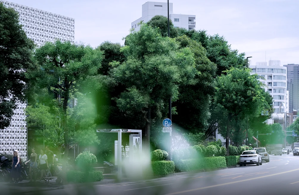 旧山手通りの街路樹