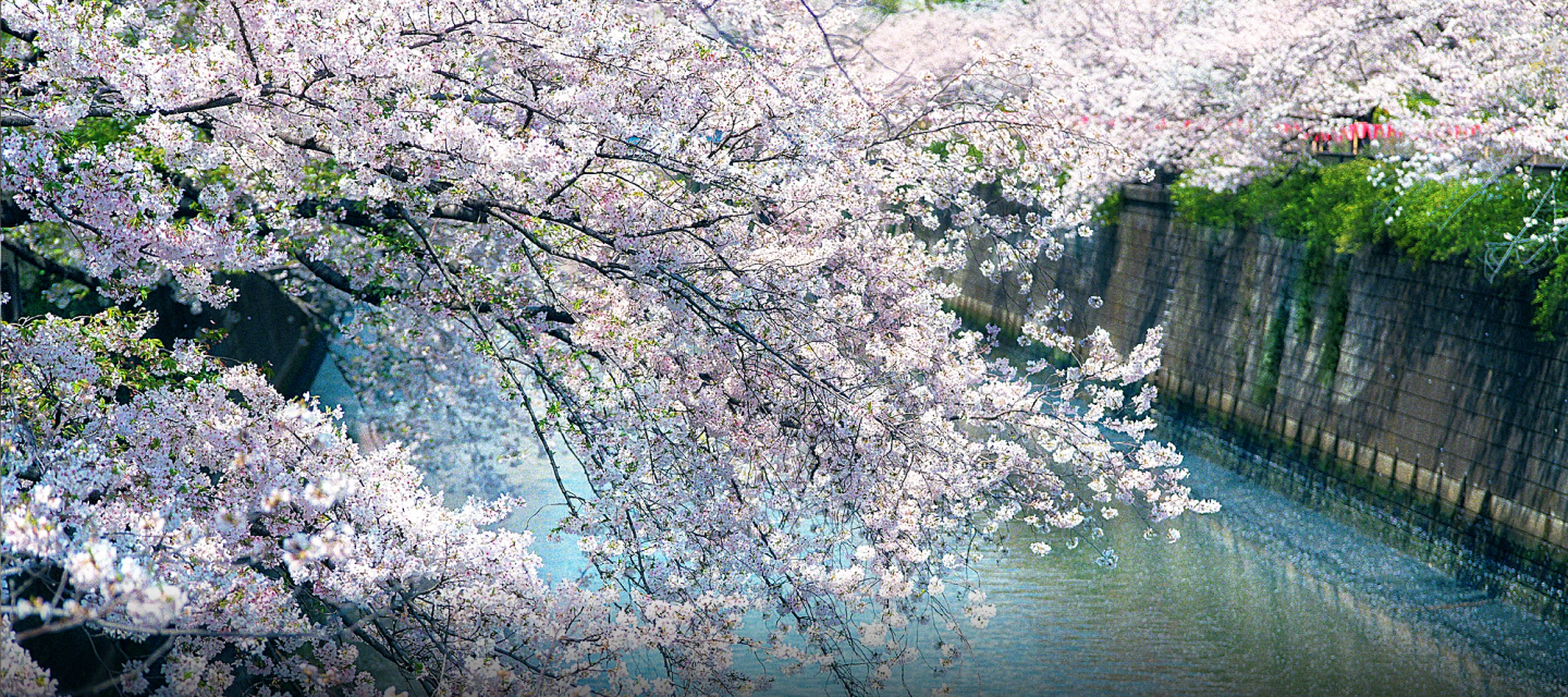 桜が咲く目黒川（イメージ写真）