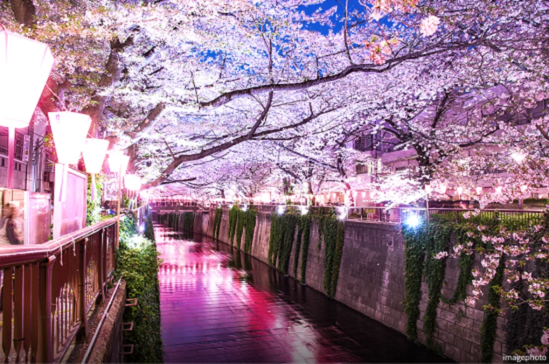 夜桜の目黒川（イメージ写真）